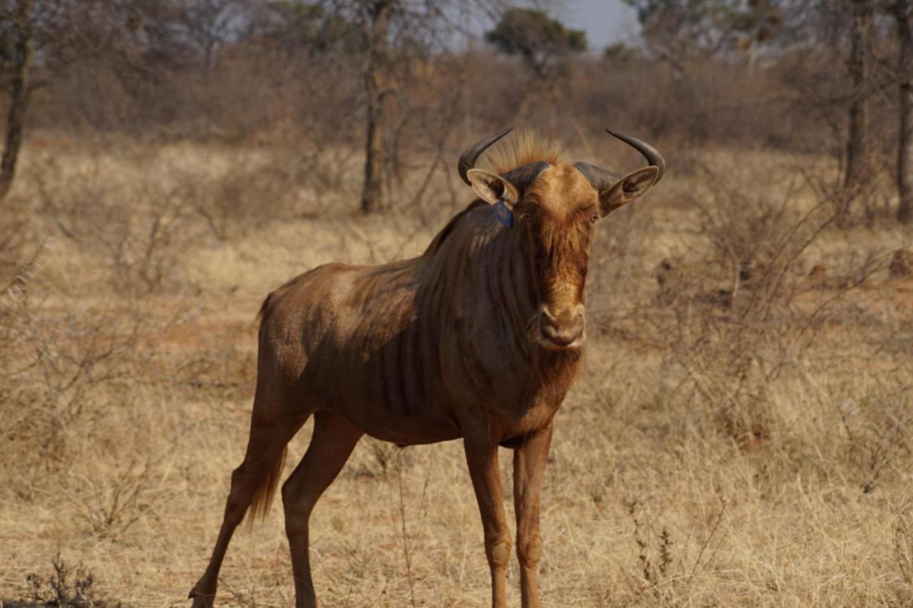 Kwele Game Lodge Beauty Dış mekan fotoğraf
