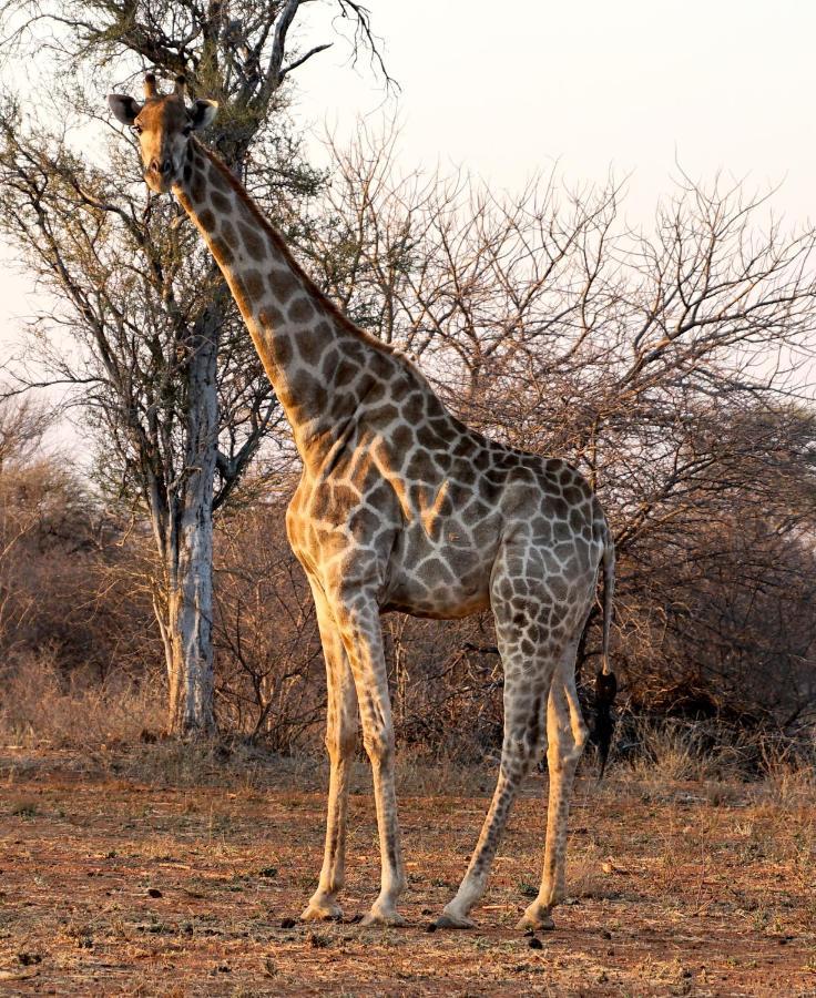 Kwele Game Lodge Beauty Dış mekan fotoğraf